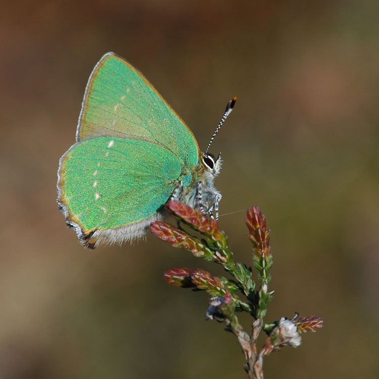 Callophrys rubi